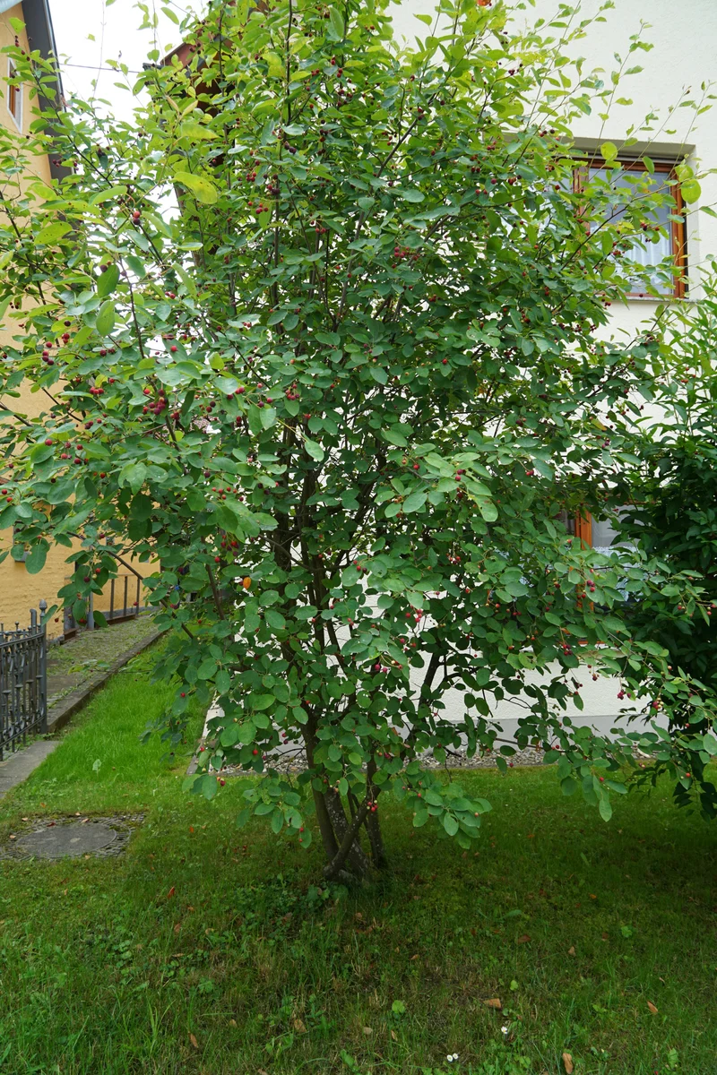 Gewöhnliche Felsenbirne (Amelanchier ovalis) umverkehR
