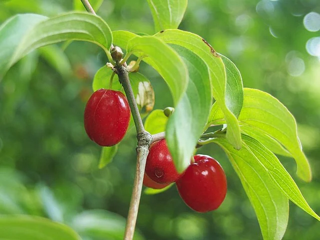 Tierlibaum