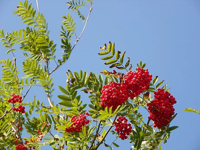 Vogelbeere