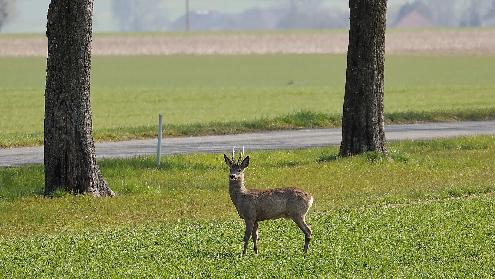 Autoverkehr vs Biodiversität